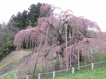 三春滝桜2010.4.15ﾀﾞｲｼﾞｪｽﾄ　Miharu waterfall cherry blossoms digest
